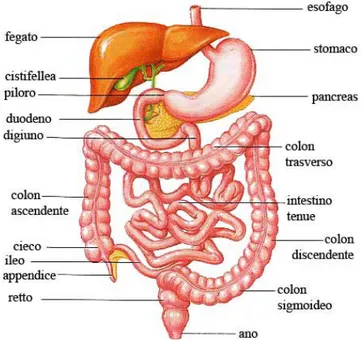 Figura 1.1: apparato gastroenterico