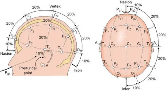 Figura 1.4: Schema del sistema internazionale 10/20. La testa è divisa in distanze proporzionali  dai punti di repere anatomici del cranio (nasion, meati acustici esterni, inion) per fornire una 