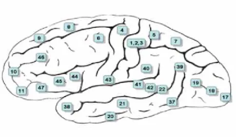 Figura  1.2: Rappresentazione  del  cervello  secondo  la  suddivisione  in  aree  di Brodmann