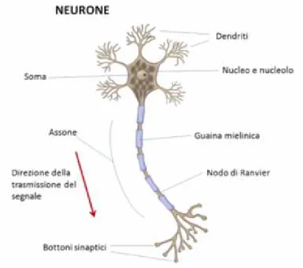 Figura 1.3: Il Neurone