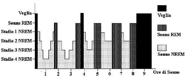 Figura  3.1:  Distribuzione  temporale  dei  diversi  stadi  del  sonno  durante  una  notte normale di sonno