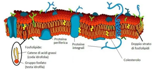 Figura 1.1- Membrana Cellulare[1]. 