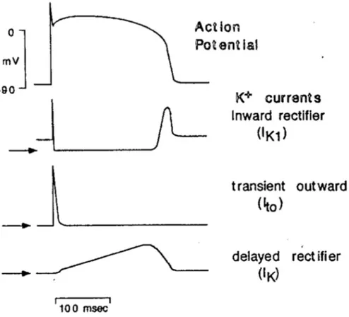 Figura 1.4: Correnti del potassio agenti durante un potenziale d’azione. 