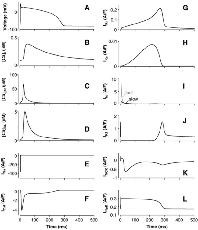 Figura  3.3:  PA  nell’epicardio  in  steady-state,  transienti  di  Ca 2+   e  le  maggiori  correnti  ioniche  simulate  alla  frequenza  di  stimolazione  di  1  Hz
