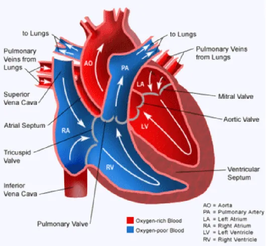 Figura 1.1: Il cuore con le sue 4 cavità e le due circolazioni (in rosso  la sistemica, in blu la polmonare)