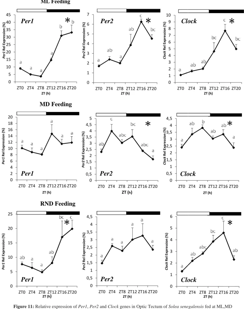 Figure 11: Relative expression of Per1, 