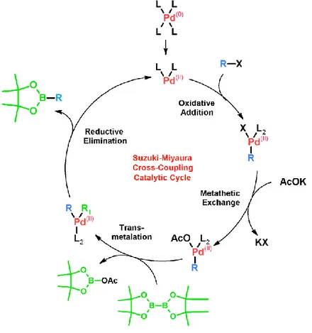 Figura 1.2-3 Ciclo catalitico della reazione di Suzuki-Miyaura con bispinacolato di diboro 