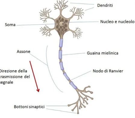 Figura 2.7: Cellula nervosa [14]