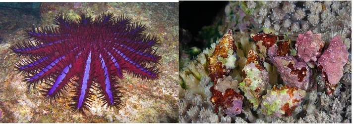 Fig. 3 – a) Acanthaster planci ;  b) Mollusco gasteropode Drupella sp. su un corallo 