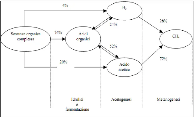 Figura  1.17  Schema  di  flusso  quantitativo  dei  diversi  cammini  metabolici  del  processo di digestione anaerobica