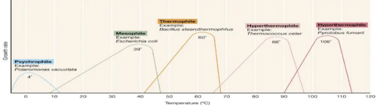 Figura 1.18  Influenza della temperatura sulla cinetica biologica (APAT, 2005). 
