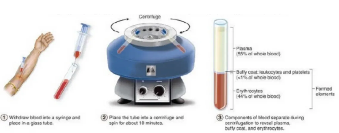 Figure 1.1: Blood centrifugation [20].