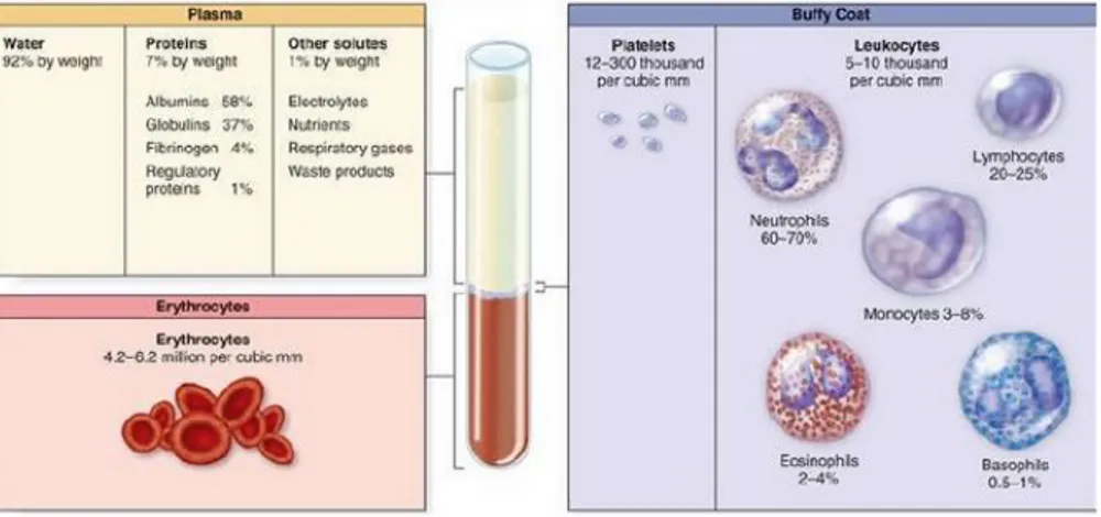 Figure 1.2: Blood cells, fragments and proteins [20].