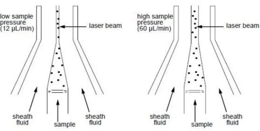 Figure 2.6: Hydrodynamic focusing of the sample within the ow chamber (from 'Introduction to Flow Cytometry: A Learning Guide').