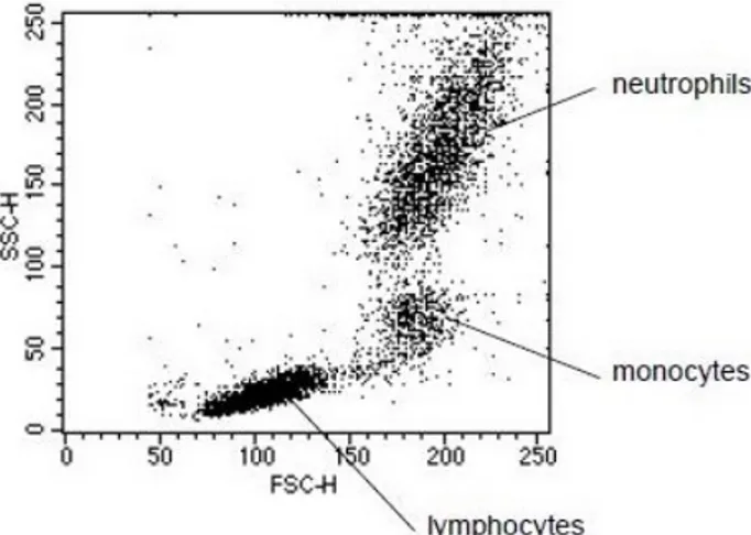 Figure 2.7: Leukocytes clusters of lysed whole blood in the scatter plot SSC vs FSC.[25]