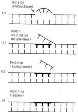 Figura 12: Schema del meccanismo di riparazione mediante asportazione di lesioni radio  indotte