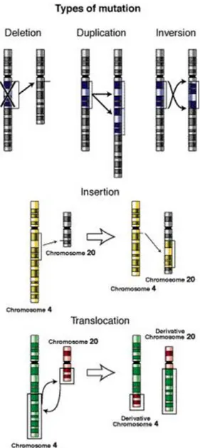 Figura 13: Tipi di mutazione genica. 