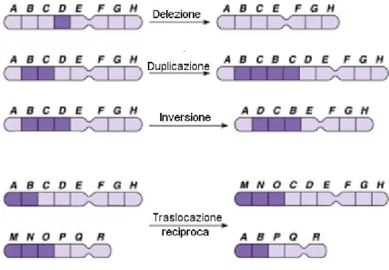Figura 14: Principali tipologie di mutazioni cromosomiche. 