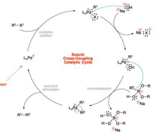 Figura 1.2.3   Ciclo catalitico proposto per la reazione di Suzuki–Miyaura 