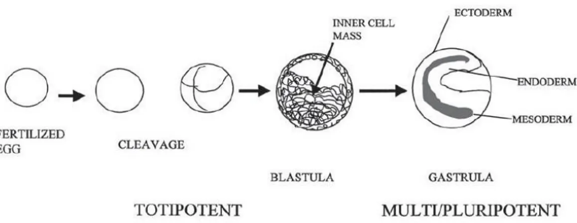 Figure 2 - Early development of embryo. Division of the fertilized egg results in the formation  of a ball-like structure with a cavity on one end (the blastula)