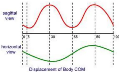Fig. 1.8 – Oscillazione del centro di massa (COM) sul piano sagittale (curva rossa) e  sul piano trasversale (curva verde)
