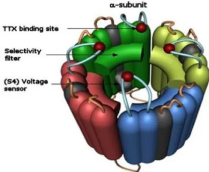 Figura 1.2:  Rappresentazione schematica dei canali sodio voltaggio dipendenti (tratta da  http://medicinapertutti.altervista.org/) 