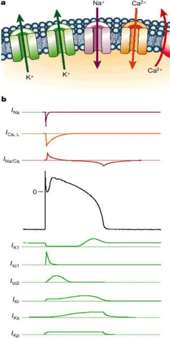 Figura 1.6: a: Principali canali ionici e scambiatori delle cellule cardiache. b: In alto sono  mostrate le correnti depolarizzanti in funzione del tempo; al centro la forma tipica di un potenziale 