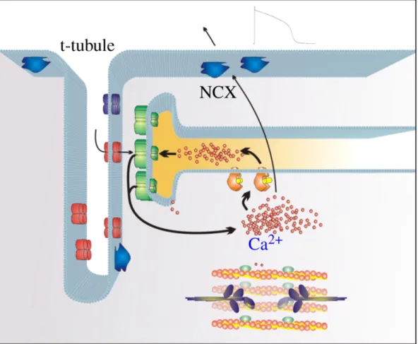 Figura 1.7: Rappresentazione della diade e il processo di rilascio di calcio Ca 2+ -indotto (CICR)