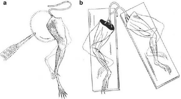Figura 1.8: Esperimenti di Galvani sulla contrazione senza impiego di metalli. a. L'esperimento  del 1794: quando la superficie della sezione del nervo tocca il muscolo la zampa si contrae; b