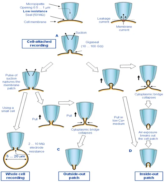 Figura 1.10: Illustrazione schematica dei quattro diversi metodi di patch clamp:  (A) cell-attached recording, 