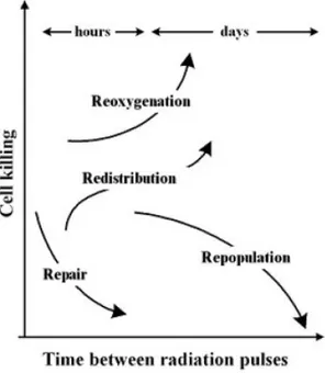 Figura 1.8 Meccanismi radiobiologici in risposta ad un irraggiamento in funzione del tempo [7]