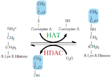 Figura  1.3.  L’equilibrio  di  acetilazione  istonica  è  mantenuto  dall’attività  opposta  di  HAT  e  HDAC