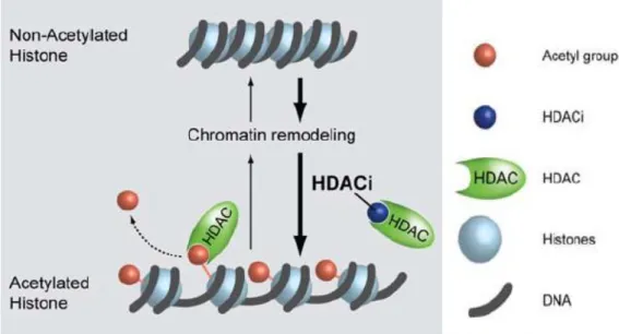 Figura 1.4. Meccanismo di azione delle deacetilasi HDAC nel rimodellamento della cromatina