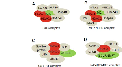 Figura  1.5.  Esempi  di  complessi  multiproteici  di  cui  fa  parte  HDAC1.  La  sua  azione  è  svolta  in  concomitanza con HDAC2 e i due enzimi generalmente costituiscono il core catalitico a cui sono associate  altre proteine con diverse funzioni: r