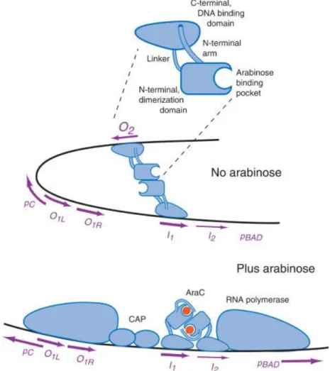 Figura  1.6.  L’immagine  mostra  la  struttura  del  dimero  della  proteina  AraC  e  la  sua  interazione  con  arabinosio