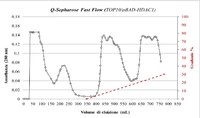 Figura 4.4. Q-Sepharose Fast Flow: cromatogramma che riporta l’andamento dell’assorbanza (lunghezza  d’onda pari a 280 nm) in funzione del volume di eluizione