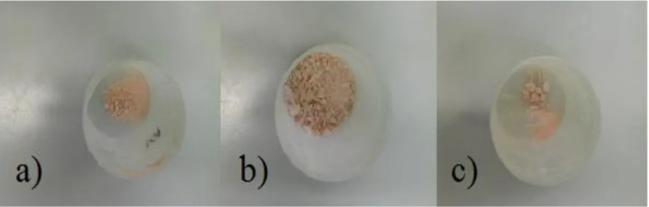 Figura 2.1: C.necator  a) P(3HB-co-3HV) b) P(3HB-co-4HB) c) P(3HB). 