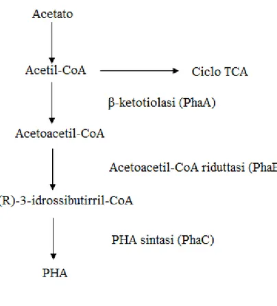 Figura 1.3: Via metabolica per la biosintesi dei PHA 