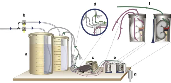 Figura 3.7: Esempio di un sistema ad alta velocità per la decellularizzazione composto  da una pompa peristaltica (c) che pompa le soluzioni di detergente (a-b) all’interno delle  camere contenenti gli scaffold (e)