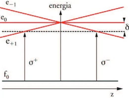 Figura 2.3: Separazione per effetto Zeeman dei livelli di un atomo in una MOT