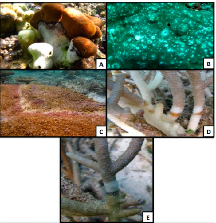 Figura 1.6.1- Malattie dei coralli ritrovate alle Maldive (Montano et al., 2012): A-Black band Disease; B- B-Ulcerative White Spot Disease; C- White Syndrome; D- Brown Band Disesase; E- Skeleton Eroding Band