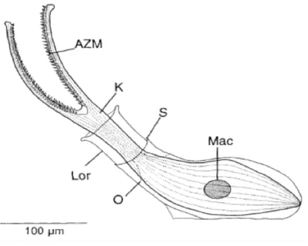 Figura  1.7.1-  Halofolliculina  corallasia;  AZM:  zona  delle  membranelle;  Lor:  lorica;  S:  sculpture  line;  O:  opercolo; Mac: macronucleo; K: cilia 