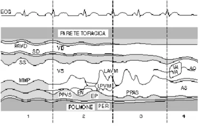 Figura 3.8 Ecocardiografia M-mode