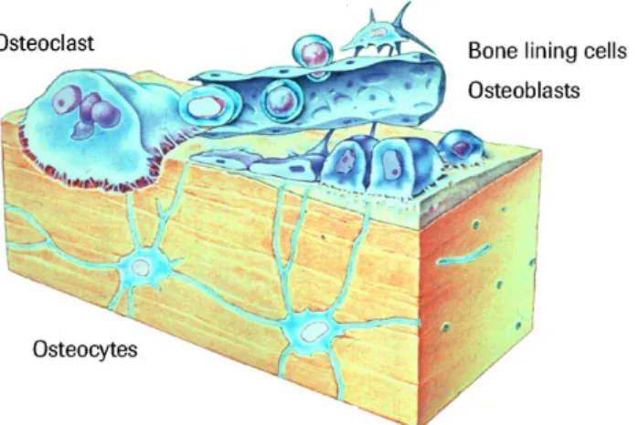 Figure 1.1. This image shows bone cells disposure in the osseous tissue: osteocytes are embedded within the bone matrix, whereas osteoclasts, osteoblasts, and lining