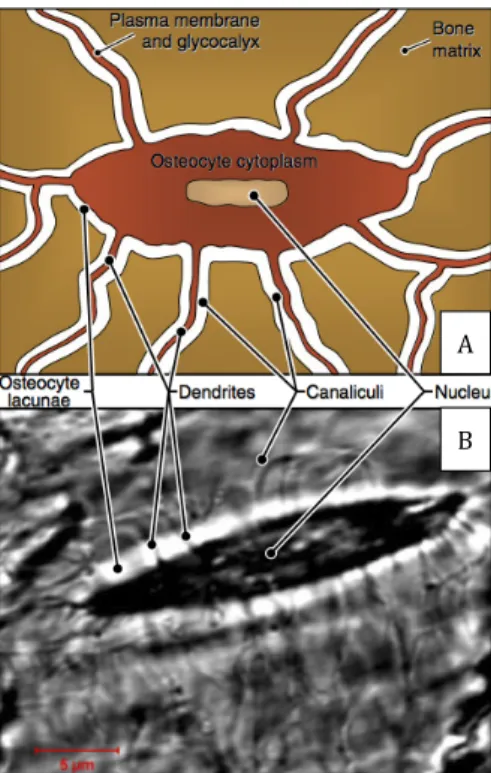 Fig. 1.2 This picture shows a schematic representation of an osteocyte (A) and  confocal microscopy imaging of an osteocyte from rat tibia (B)