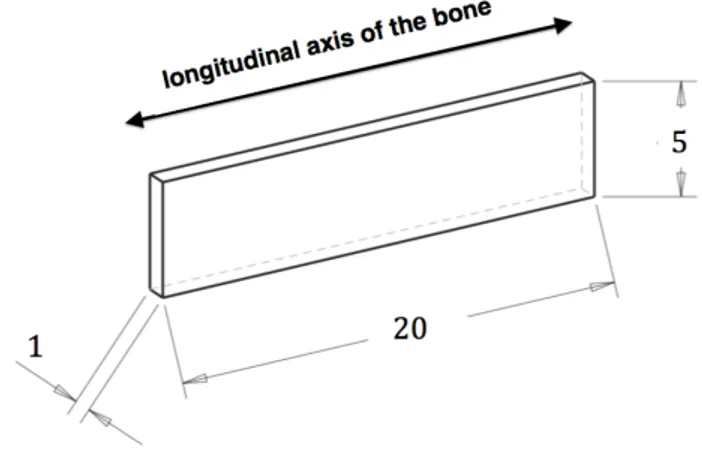 Figure 2.1. Diagram indicating the tibia of a bovine skeleton and showing the orientation of the specimens cut for in situ strain testing.