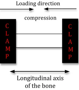 Figure 2.3. Diagram showing the orientation of the bone specimen in the in situ loading stage.