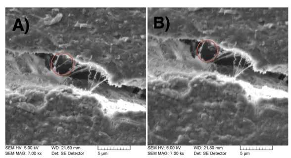 Figure 2.6. SEM images showing the effect compressive loading has on osteocyte processes spanning a microcrack