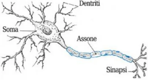 Figura 2.3 Modello schematico del neurone 