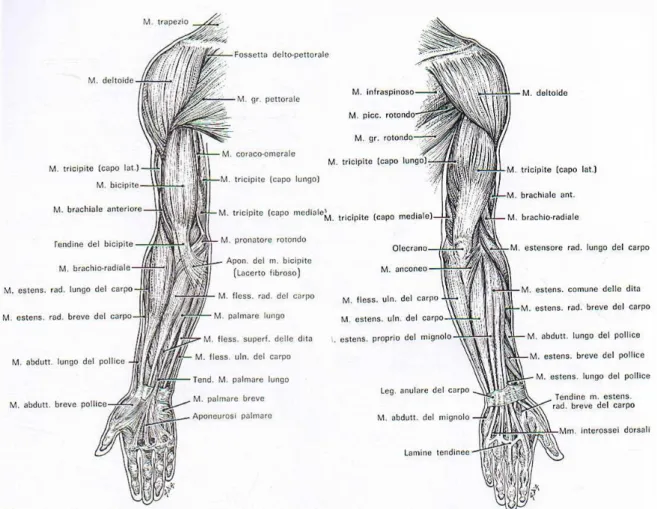 Figura 2.3: Vista anteriore e posteriore dell’ arto superiore in relazione ai muscoli presenti[25] 